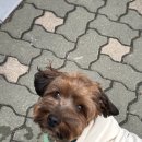 두랑 | 강아지 옷 추천｜두랑두랑 리본 후디 내돈내산 장단점 정리(가격, 사이즈, 사용감 후기)