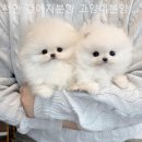 대전 강아지분양 고양이분양 파라다이스펫본점 | 천안 강아지분양 고양이분양 파라다이스펫본점 정성 가득 키워낸 예쁜 아이들