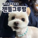 젠틀그루밍 | 대구 달서구 강아지미용 “젠틀그루밍” 솔직후기