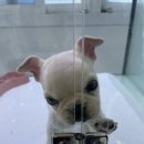 도로시펫 강아지고양이 부산점 네이버블로그