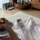 있잖아요아빠양념통닭하우스홀드 이미지