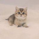 고양이라서 행복해 이미지