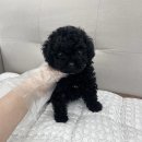 그려드림