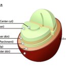 커피체리 이미지
