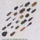 딱정 벌레 전문 서적을 아래와 같이 소개합니다 - 1. 책 제목 : 딱정벌레 / A Guide Book of Beetles 1권 이미지