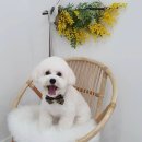 포시랍개 이미지