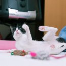 소룡 이미지
