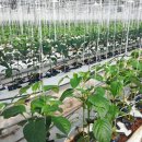 유인농장 이미지