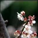 매화농원 이미지