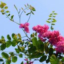 하루의 행복 Daum카페
