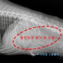 24시 웰니스 동물 의료센터 이미지