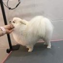 예쁘개&사랑스럽개 이미지