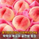 당골딸기 영농조합법인 | 딱딱이 복숭아 유목민 정착기, 딸기엄마 김달순 신비복숭아 1kg 내돈내산급 만족 후기