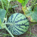 오곡농장 이미지