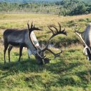 대한민족 이미지