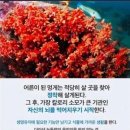 금마의원 | 어른이 된 멍게는 적당히 살 곳을 찾아 정착한 후 자신의 뇌를 먹어치우기 시작한다.
