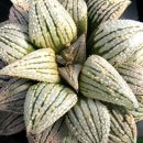 티파니(TIFFANY) 이미지