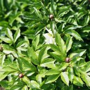 작은 언니네 민박 이미지