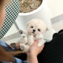 부산강아지분양 미유펫 이미지