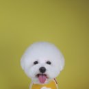 동그라미펫 이미지