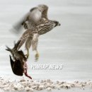 오리사냥 이미지