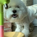 뷰티 앤 독 이미지