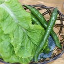 디바농장 이미지