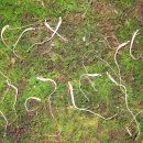 이비농장 이미지