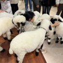 더스윙블랙 포천점 | 포천 마이애니멀스토리 in 평강랜드 다녀온 후기-블랙노즈쉽,테디베어소