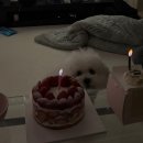 만나당개 이미지