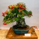 마산가고파 국화축제장 이미지