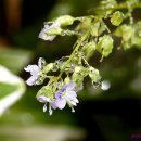 탄벌초등학교 이미지