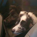 애견카페,애견유치원 멍선생 이미지