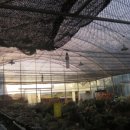 호산나화원 이미지