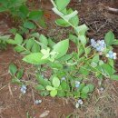 지천농장 이미지