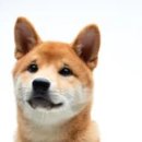 종로동물병원 이미지