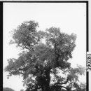 의성 회화나무 사진 - 유리건판사진 이미지
