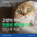 부산진구-24 | 고양이 신경성 전염성 복막염 FIP 부산진구 24시동물병원 치료후기