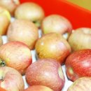 이미자농장 | 사과유명한곳 마켓림 흠집사과 맛있게 먹는 방법