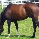 청보리목장 이미지