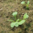 (주)열무 이미지