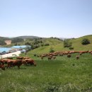 한우가즈아 이미지