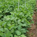 와이디팜 이미지