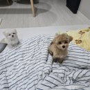 그룸그룸 이미지