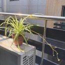 금난의 집 이미지