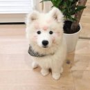 더 건강한 동물병원 이미지