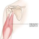상완 이미지