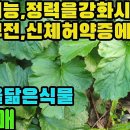 큰뱀무(수양매)―신장기능강화,발기부전·조루치료 등 정력강화,혈액순환촉진,면역력증진,장건강증진,허리·다리마비증상,신체허약증,골절,간질,각 이미지