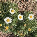 삼전나루터 | 2025 석촌호수 벚꽃 실시간 개화 상황 / 석촌호수 데이트 🌸🫶🏻