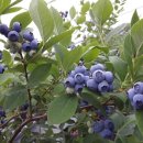 이인자 농장 이미지